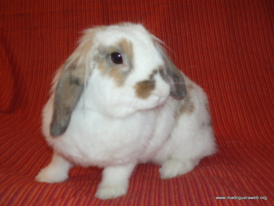 Adopción conejo CLeopatra